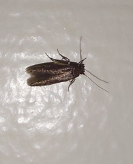 Tineidae