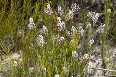 Spatalla racemosa