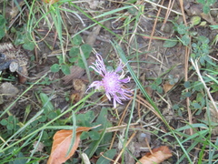 Centaurea jacea