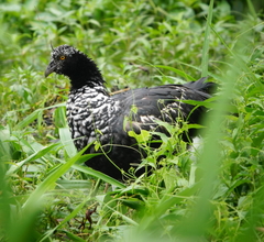Anhima cornuta