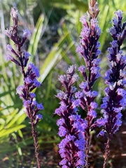 Liatris tenuifolia