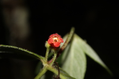 Kohleria