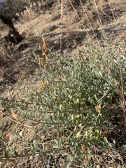 Acmispon procumbens jepsonii