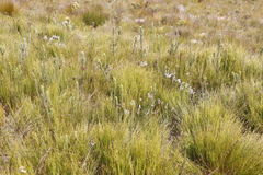 Spatalla racemosa