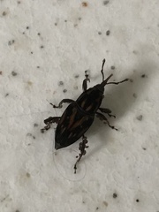 Metamasius hemipterus