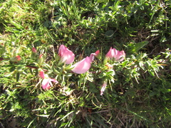 Ononis spinosa