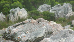 Cisticola subruficapilla