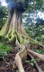 Elaeocarpus serratus