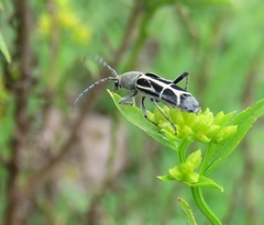 Tanyochraethes clathratus