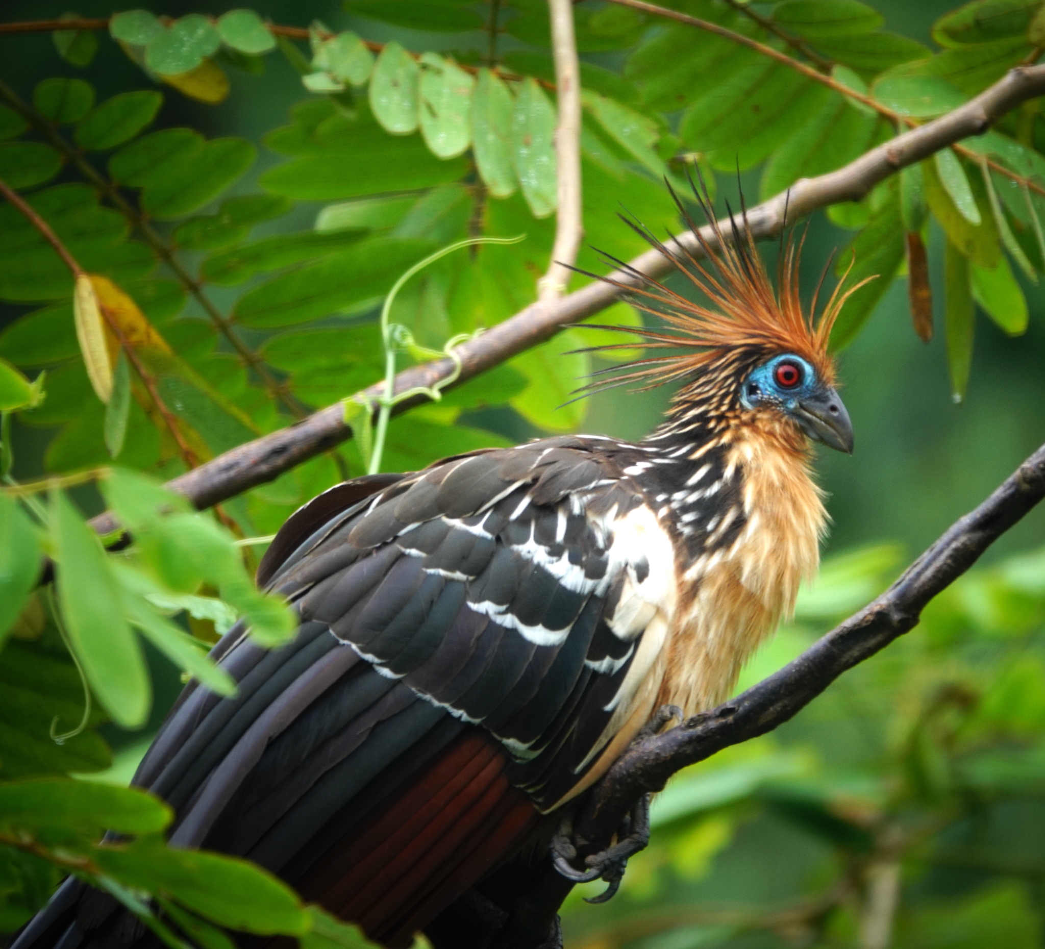 Hoatzin illustration