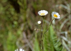 Erigeron glabellus