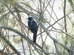 Melanotis caerulescens