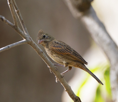 Emberiza lathami