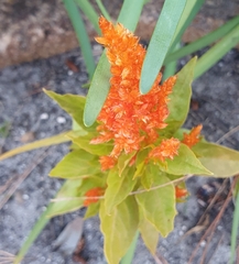 Celosia argentea plumosa