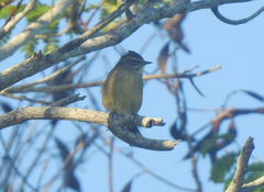 Setophaga palmarum