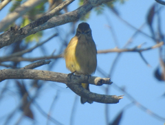 Setophaga palmarum
