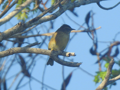 Setophaga palmarum
