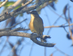 Setophaga palmarum