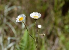 Erigeron glabellus