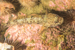 Caffrogobius nudiceps