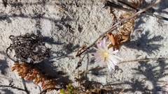 Mesembryanthemum canaliculatum