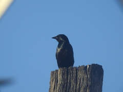 Ptiloxena atroviolacea