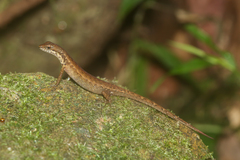 Saproscincus basiliscus