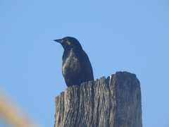 Ptiloxena atroviolacea