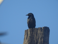 Ptiloxena atroviolacea