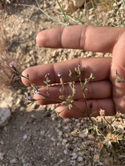 Polemoniaceae