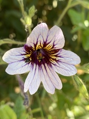 Salpiglossis