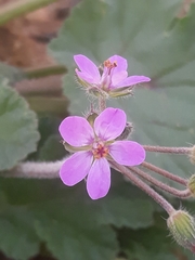 Erodium malacoides
