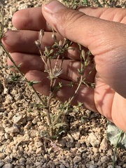 Polemoniaceae