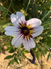 Salpiglossis