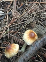 Pseudosperma friabile