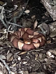Agkistrodon laticinctus