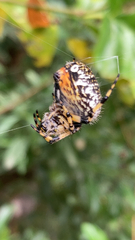 Neoscona orizabensis