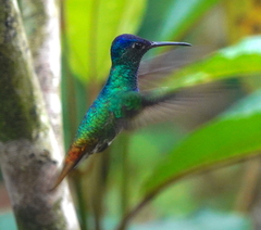 Chrysuronia oenone