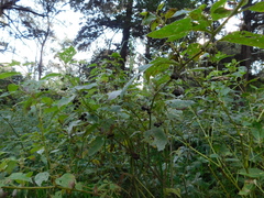 Jaltomata procumbens