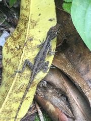 Anolis sabanus