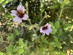 Salpiglossis