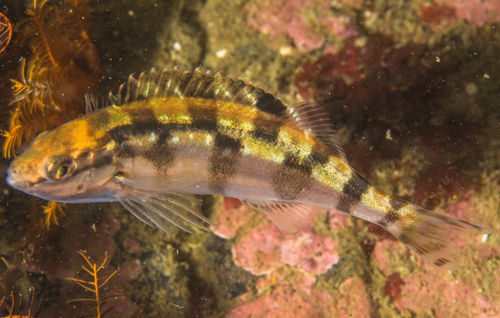 Redfingers (Cheilodactylus fasciatus) — Cheilodactylidae