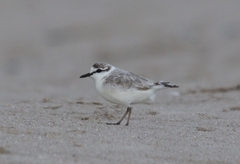 Charadrius marginatus marginatus