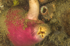 Ascidia incrassata