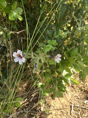 Salpiglossis