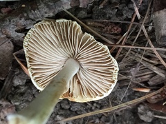 Pseudosperma friabile
