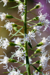 Liatris gholsonii