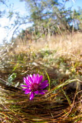 Symphyotrichum pratense
