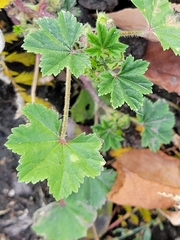 Malva pusilla