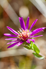 Symphyotrichum pratense